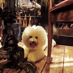 ALMA - 犬は外のテーブルの下で・・