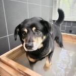 那須温泉ゆきみそう 別邸 - 