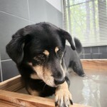 那須温泉ゆきみそう 別邸 - 