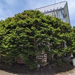 カフェ ヒップ カルイザワ - めっちゃふさふさ！グリーングリーンしてます