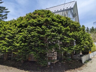 cafe hip karuizawa - 非常丰盛！绿意盎然