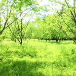Hayama Kohi - メタセコイア並木の森