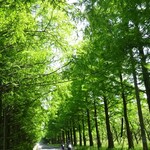 Hayama Kohi - メタセコイア並木