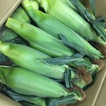 武蔵 - 熊本県産ゴールドラッシュ