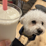 サッカバッカ - 濃厚なバナナジュースも頂く。