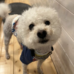 サッカバッカ - おやつをくれるおじさんをちゃんと覚えてます。