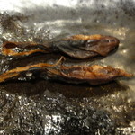 焼鳥・元気 - 常連さんから差し入れ・・・蛍烏賊燻製！！