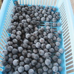 そらふぁブルーベリーガーデン - 園内の方が摘み取った実