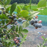 そらふぁブルーベリーガーデン - ブルーベリー畑