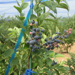 そらふぁブルーベリーガーデン - ブルーベリー畑