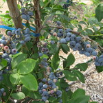 そらふぁブルーベリーガーデン - ブルーベリー畑