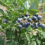 そらふぁブルーベリーガーデン - ブルーベリー畑