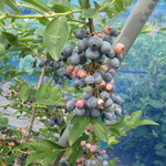 そらふぁブルーベリーガーデン - ブルーベリー畑