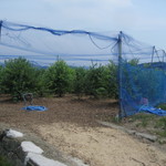 そらふぁブルーベリーガーデン - 畑はネットで囲ってます