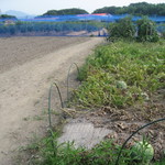 そらふぁブルーベリーガーデン - すいかも転がっています