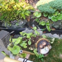 人丸花壇 - 鯉と妙に可愛い狸も=3=3=3