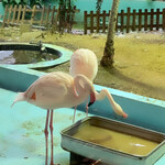 メヒコ つくばフラミンゴ館 - 