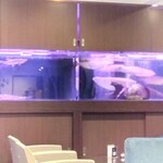 AQUA DINING CAFE 瓢黎 - 水槽　食用ではありません