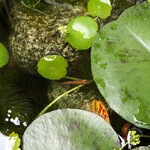 横浜ラーメン 北村家 - メダカさん元気でした～