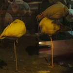 メヒコ - 片足で寝ている！