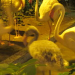 メヒコ - 産毛なので子供？