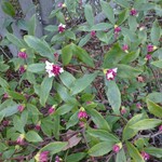 Orenoitariambiaterasu - ガーデンプレイス内に咲く沈丁花