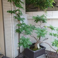 近松 - 