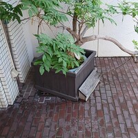 近松 - 