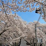 麺でる - 並んでいる時、前の通りの桜がとても綺麗です