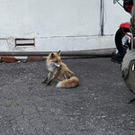 幌加温泉湯元鹿の谷 - 