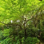 ぼうず'n coffee - 新緑が素晴らしい