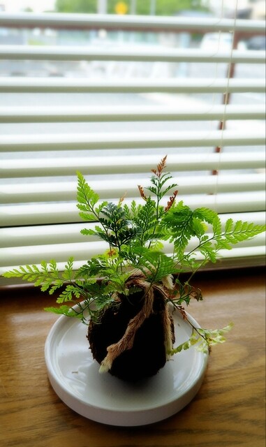 カフェ イッポ（Cafe ippo） - 陸前豊里（カフェ）の写真