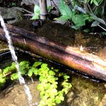 ブラジル屋 - 近くの川からカニも遊びに！(2013,08/10)