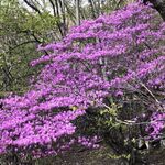 トンカツ 浅井 - やしおつつじ