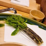 勢麟 - コシアブラ