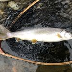 トンカツ 浅井 - レイクトラウト