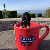 Oasis dog cafe - 