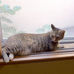 割烹旅館 さつき - 