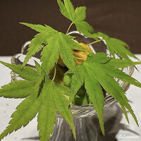 お料理 七草 - 先付