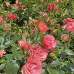 Guriru Ando Ko-Hi Hasegawa - 京都府立植物園のバラ
