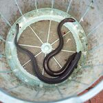 野沢屋 - 2023.5 笊に入れたうなぎ