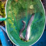 野沢屋 - 2023.5 網で掬ったうなぎ