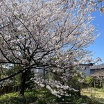 CLUB HARIE - お庭の桜