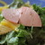 トラットリア コン アマーレ - 料理写真:パスタについてくるサラダ。ボリュームありましたが、ちょっとドレッシングの油が多い印象。