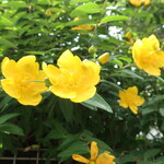 ラーメン二郎 - 近くで咲くキンシバイ