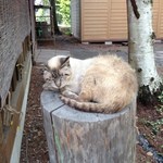 ニュー吉田 - ネコがのんびりと寝ていました．．．