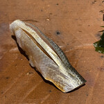 千葉たかおか - 小肌さん