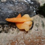 千葉たかおか - 青柳（千葉県富津）