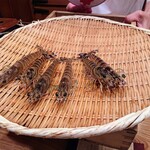 すし いわお - 車海老