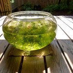 手打ち蕎麦 かね井 - 